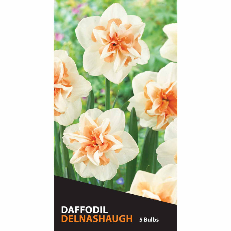 gardener's-edge-daffodil-double-delnashaugh-pack-of-5