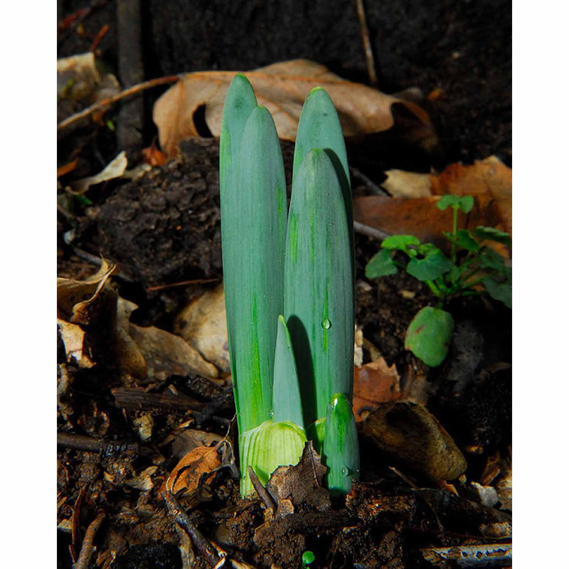 gardener's-edge-daffodil-double-delnashaugh-pack-of-5