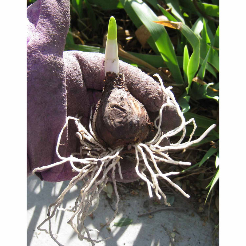 gardener's-edge-daffodil-double-delnashaugh-pack-of-5