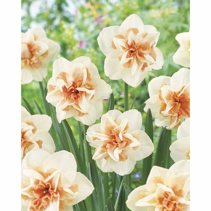 gardener's-edge-daffodil-double-delnashaugh-pack-of-5