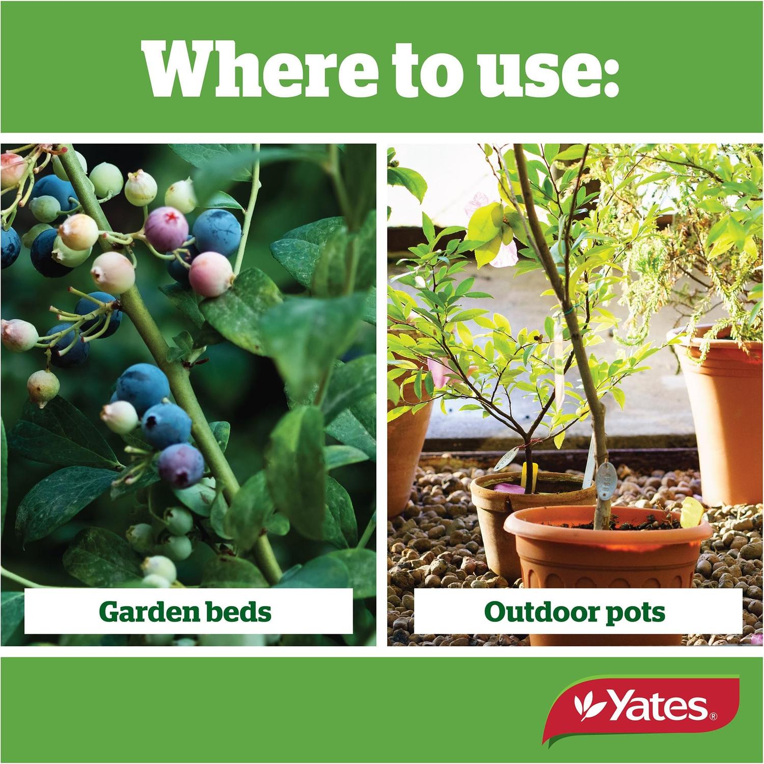 yates-thrive-camellia,-gardenia-&-blueberry-fertiliser-granules-2kg